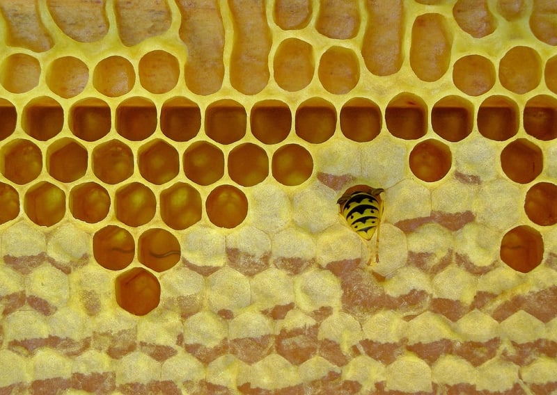 Beeswax Wraps