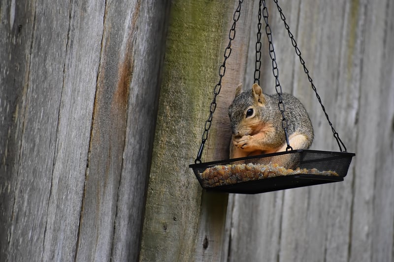 Bird Feeder