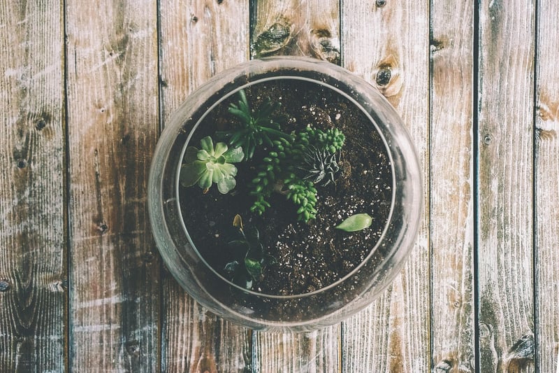 Hanging Glass Terrarium